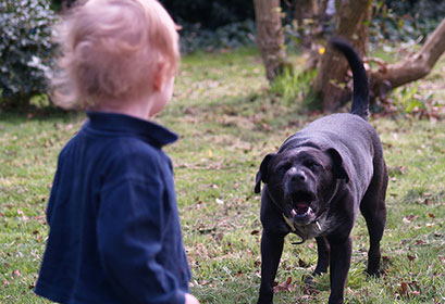 Aggressioni di cani sui bambini | Educani.it