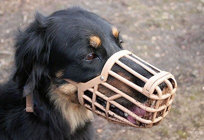 Come abituare un cane alla museruola | Educani.it