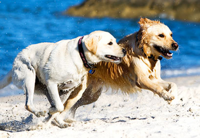 Educazione dei cani adulti | Educani.it