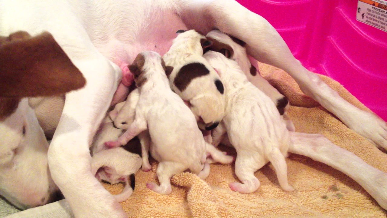 Jack Russell cucciolata