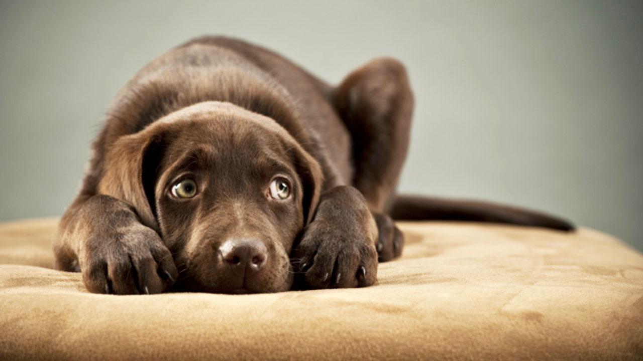 Cane triste e impaurito - Educazione del cane solo con metodi positivi - Educani.it